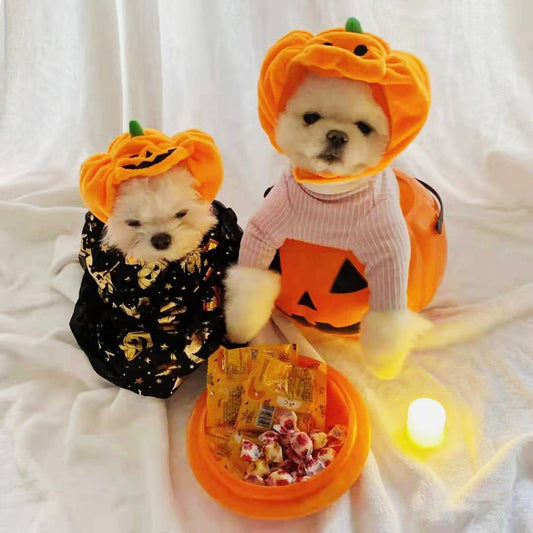 Chapeau Citrouille Halloween pour Chat & Chien – Décoration Fête | Tailles S & L - Furlo
