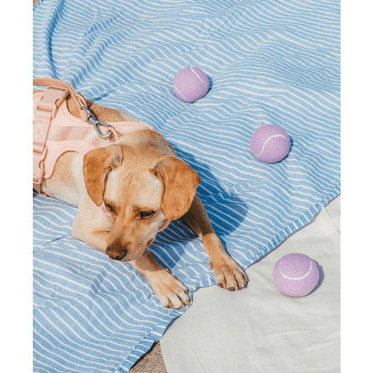Jouet Balle Tennis en TPR pour Chien – À Lancer & Mâcher | Violet - Furlo