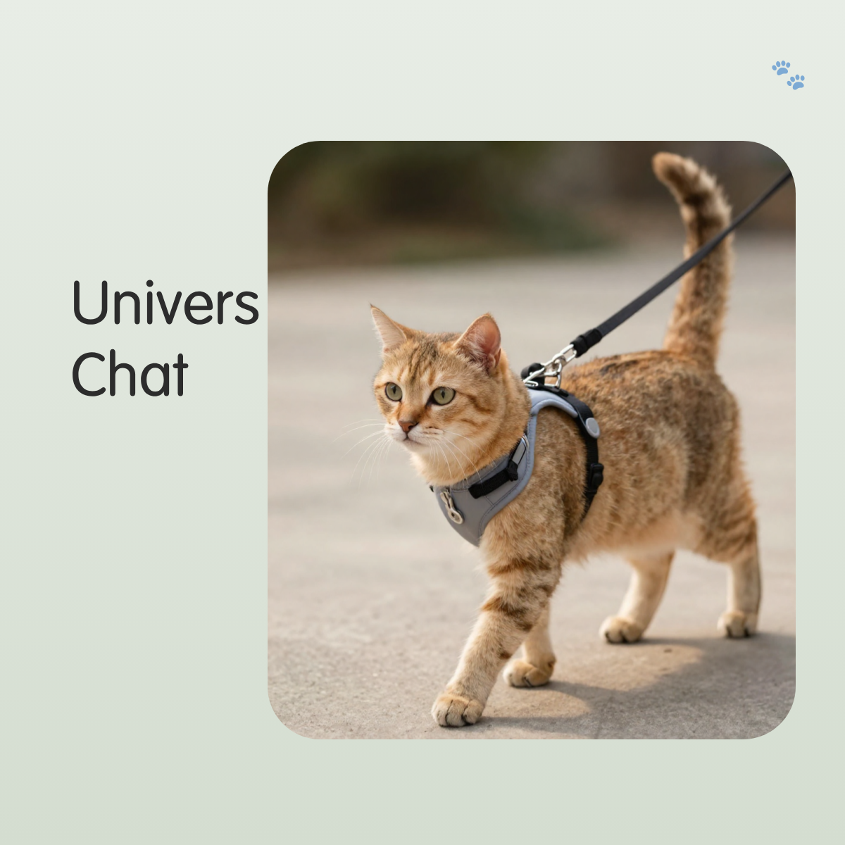 Univers du Chat - Furlo