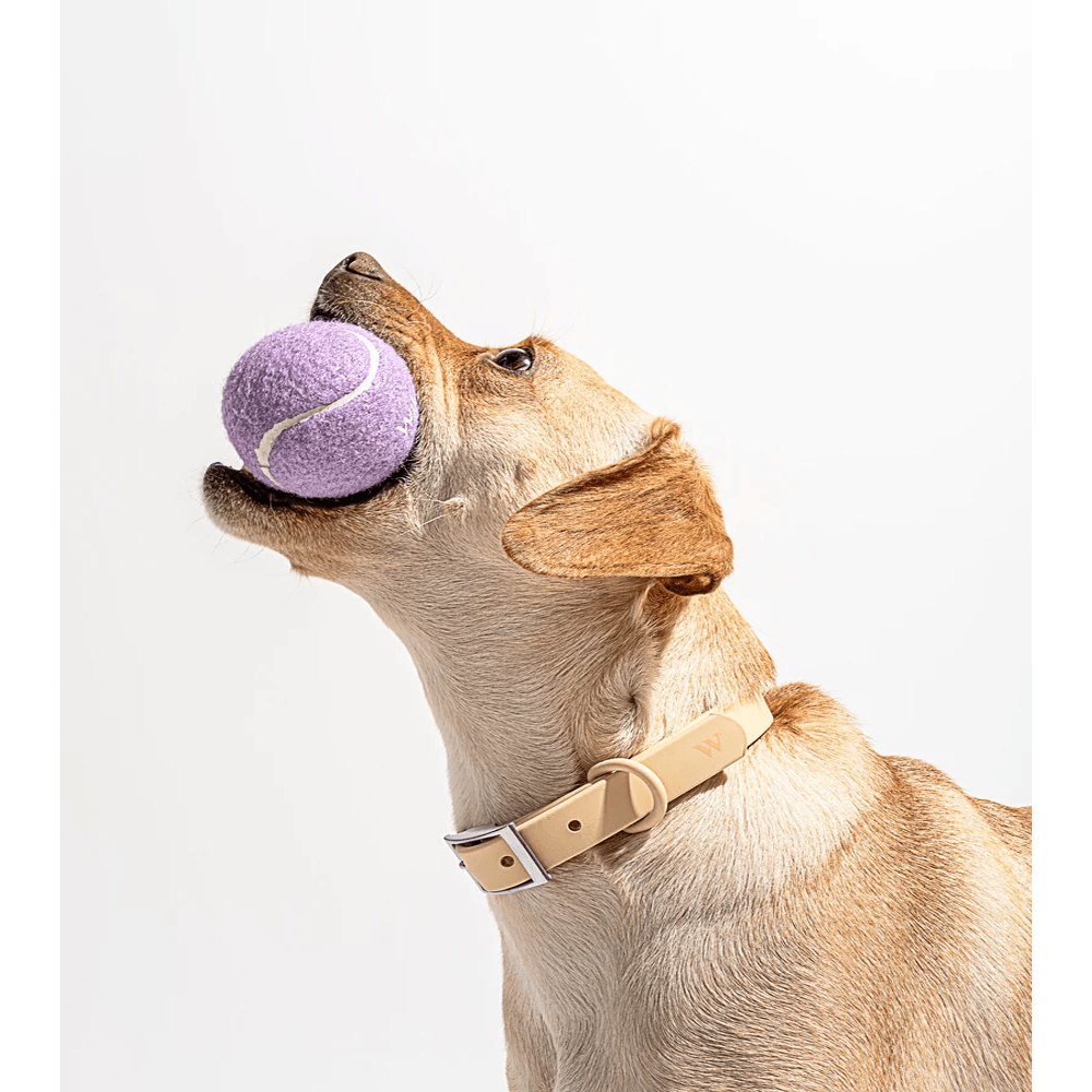 Jouet Balle Tennis en TPR pour Chien – À Lancer & Mâcher | Violet - Furlo