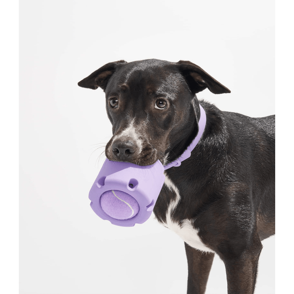 Jouet Balle Tennis en TPR pour Chien – À Lancer & Mâcher | Violet - Furlo