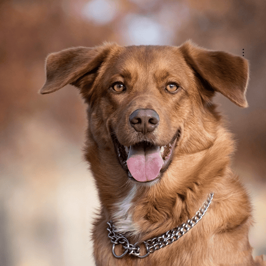 Collier Double Rang Télescopique pour Chien – Chaîne Argentée Dressage - Furlo