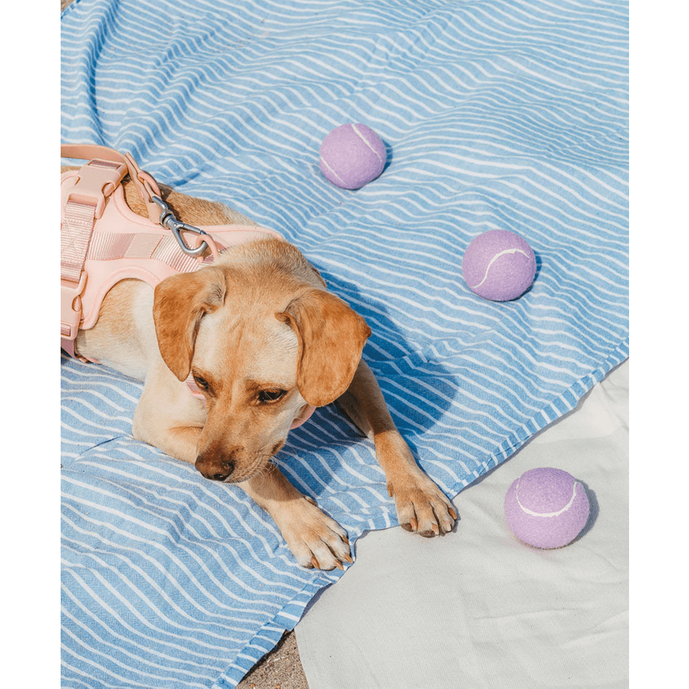 Jouet Balle Tennis en TPR pour Chien – À Lancer & Mâcher | Violet - Furlo