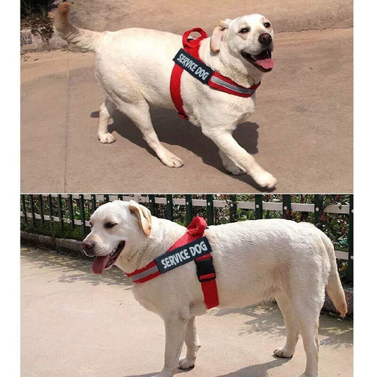 Harnais Réglable Personnalisé pour Chien - Furlo