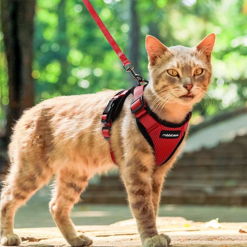 Harnais Vest Anti-Fugue Respirant & Réfléchissant pour Chat – Avec Laisse - Furlo
