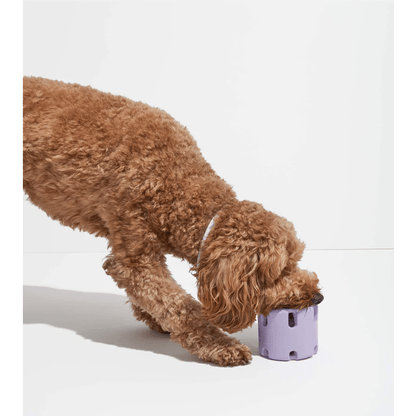 Jouet Balle Tennis en TPR pour Chien – À Lancer & Mâcher | Violet - Furlo