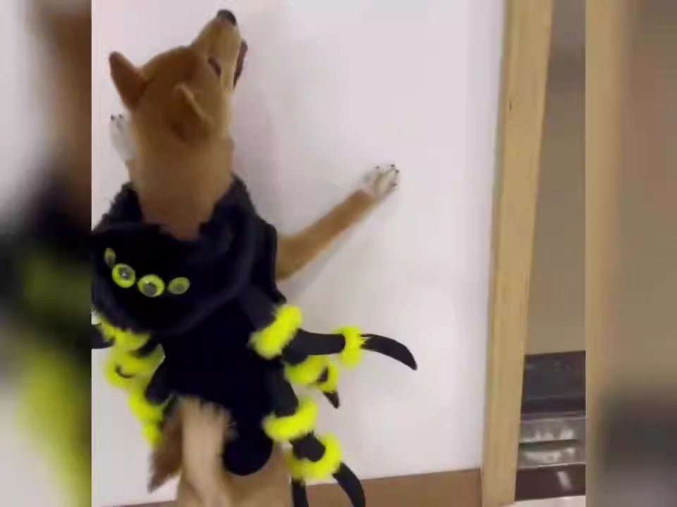 Déguisement Araignée Halloween pour Chien et Chat – Cosplay Rigolo S à 3XL - Furlo